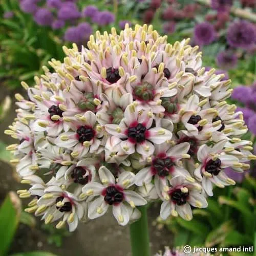Allium balsaticum Silver Spring syn. 'Red Eye'
