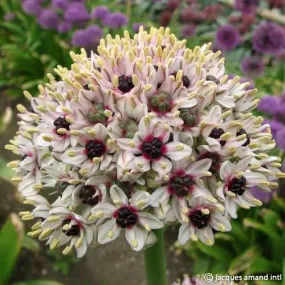 Allium balsaticum Silver Spring syn. 'Red Eye'