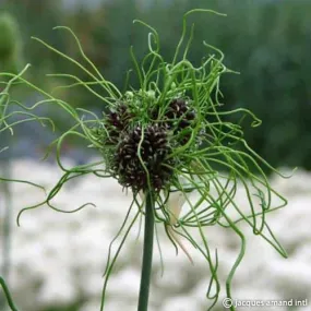 Allium 'Hair'
