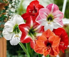 Amaryllis Australian Mix Flower Bulbs (Pack of 6)