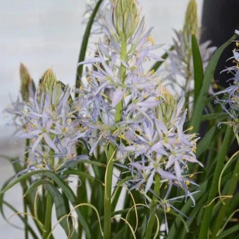 Camassia leichtlinii 'Blue Heaven'