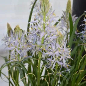 Camassia leichtlinii 'Blue Heaven'