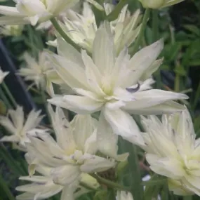 Camassia leichtlinii 'Semiplena'
