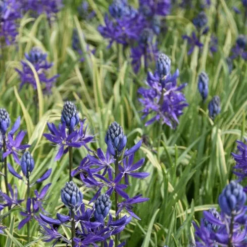 Camassia quamash 'Blue Melody'