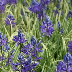 Camassia quamash 'Blue Melody'