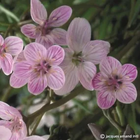 Claytonia virginica