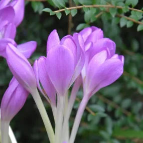 Colchicum 'Lilac Wonder'