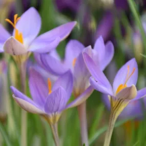 Crocus corsicus