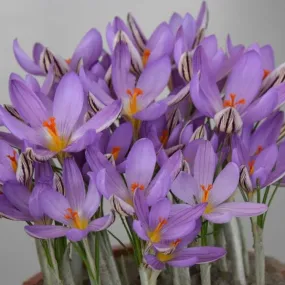 Crocus imperati 'De Jager'