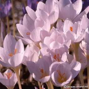 Crocus pulchellus 'Zephyr'