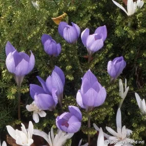 Crocus speciosus