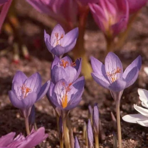 Crocus speciosus