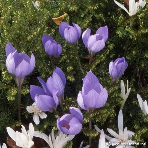 Crocus speciosus