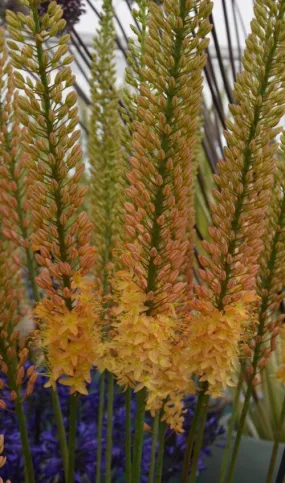 Eremurus Cleopatra