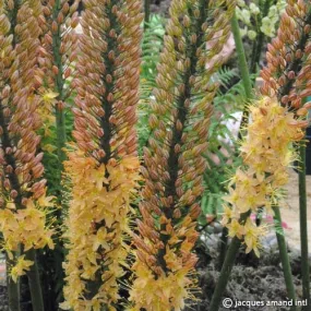 Eremurus 'Rumba'