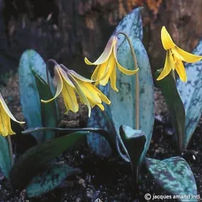 Erythronium americanum