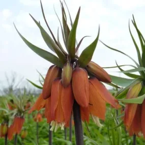 Fritillaria imperialis 'Orange Beauty'