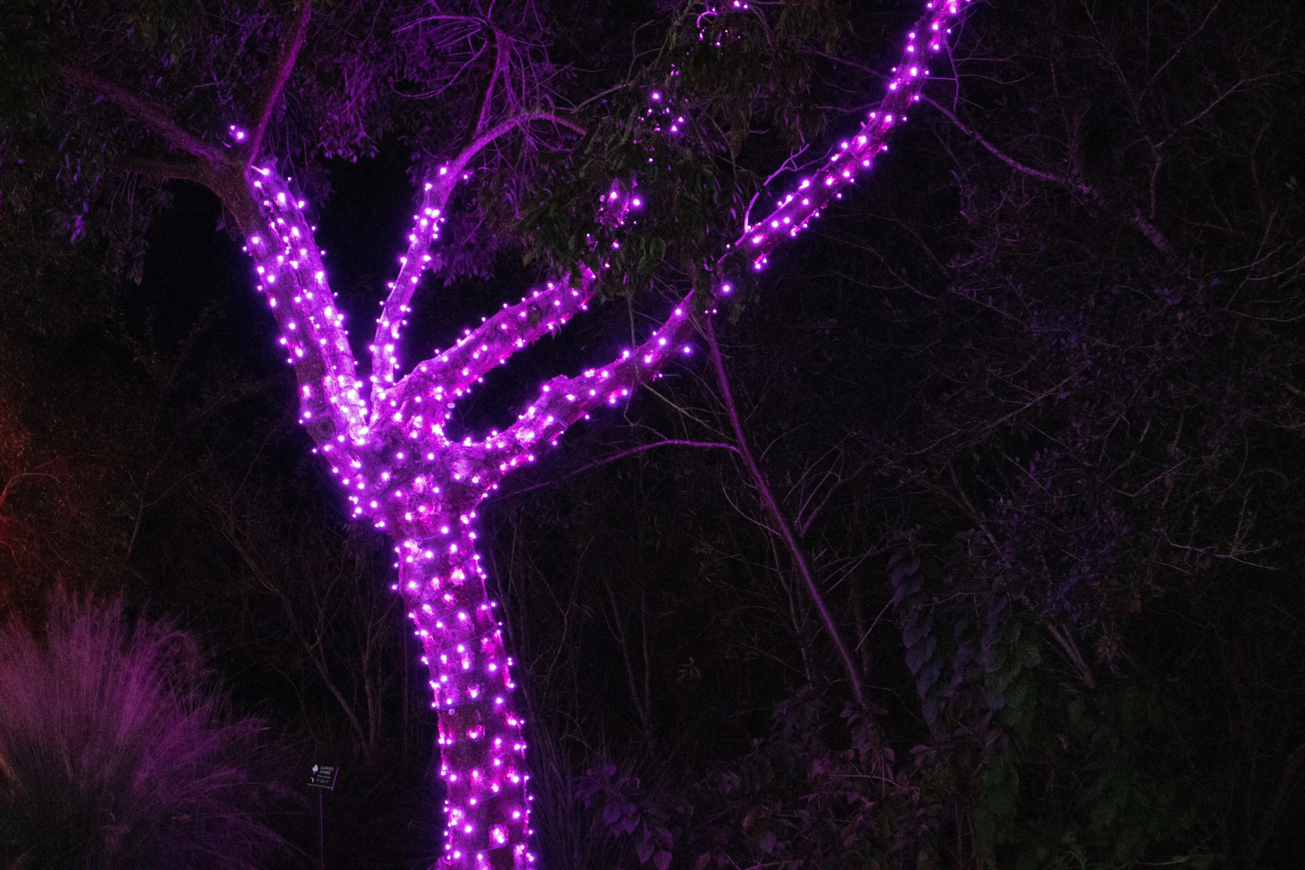 M5 LED Christmas Lights 35L Pink