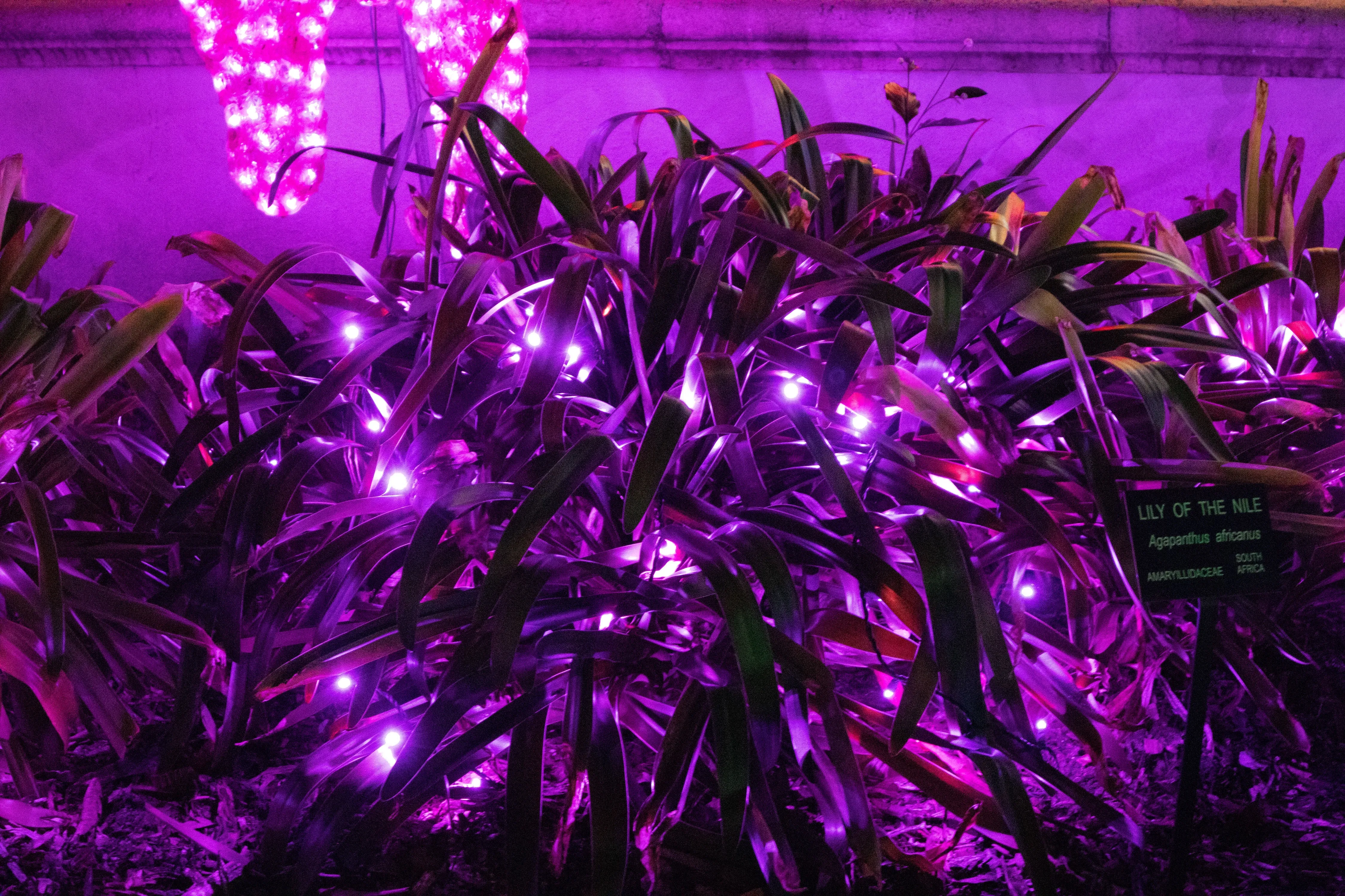 M5 LED Christmas Lights 35L Purple